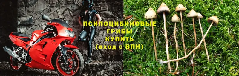 Псилоцибиновые грибы Psilocybe  Сольвычегодск 